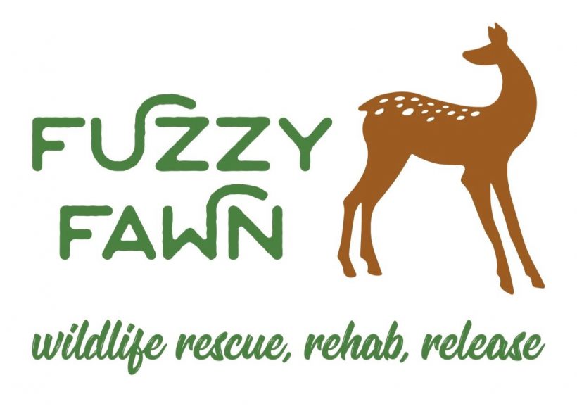 Fuzzy Fawn Wildlife 